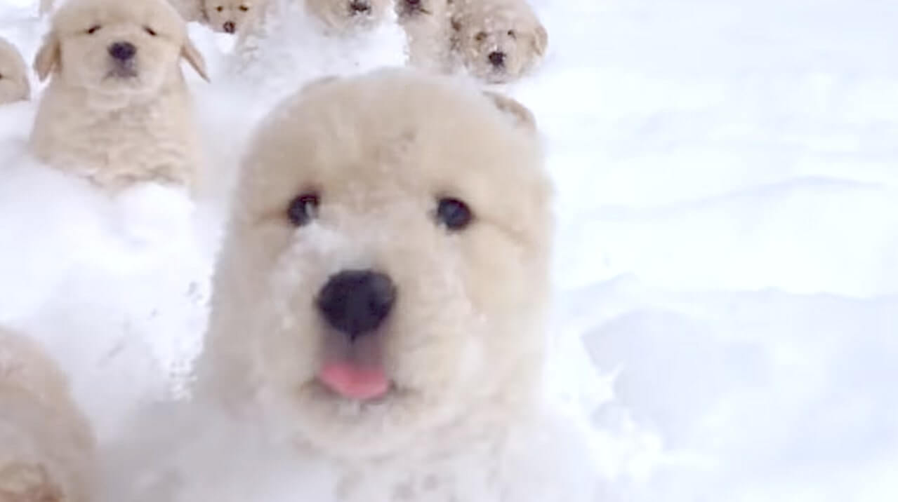 ゴールデンレトリーバー,動画