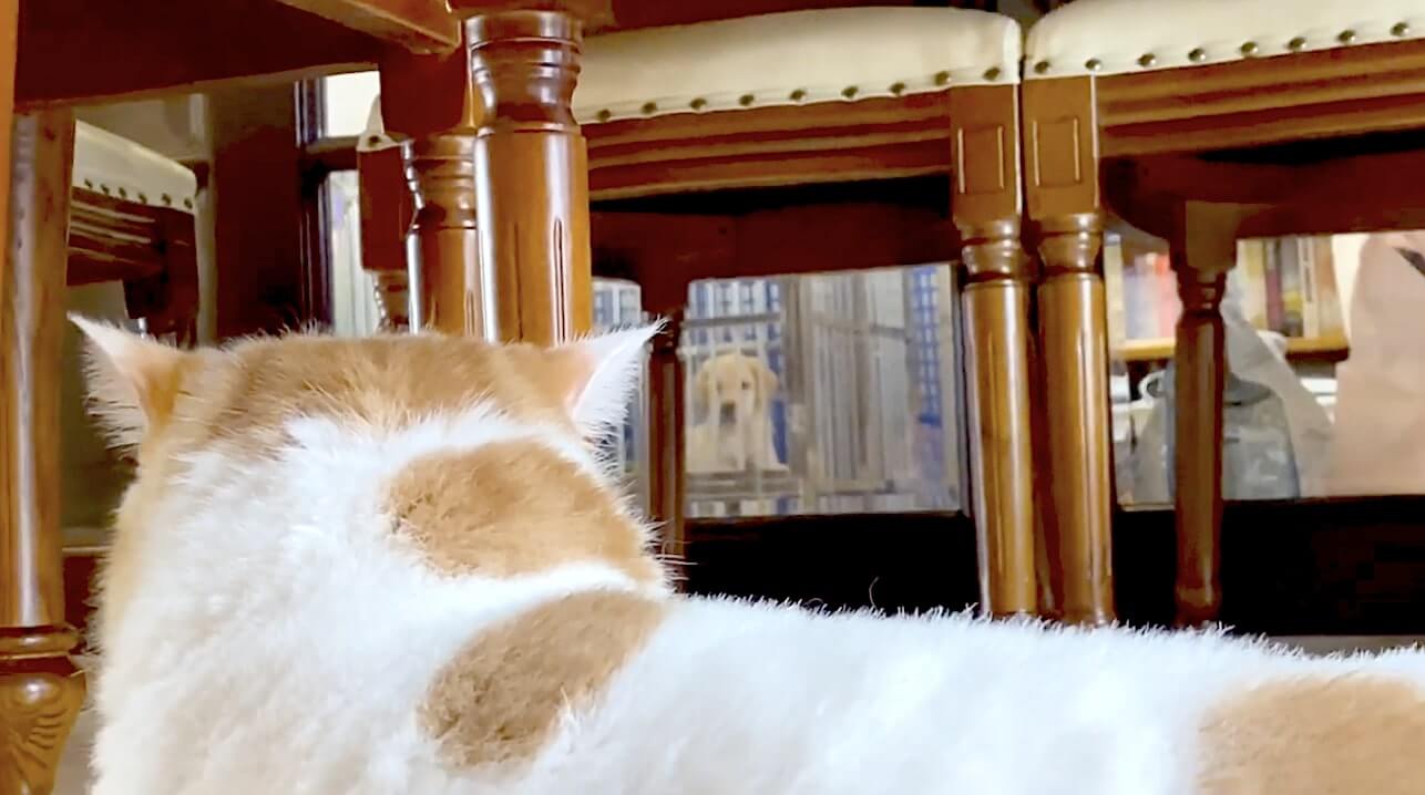 ラブラドールレトリーバー,動画