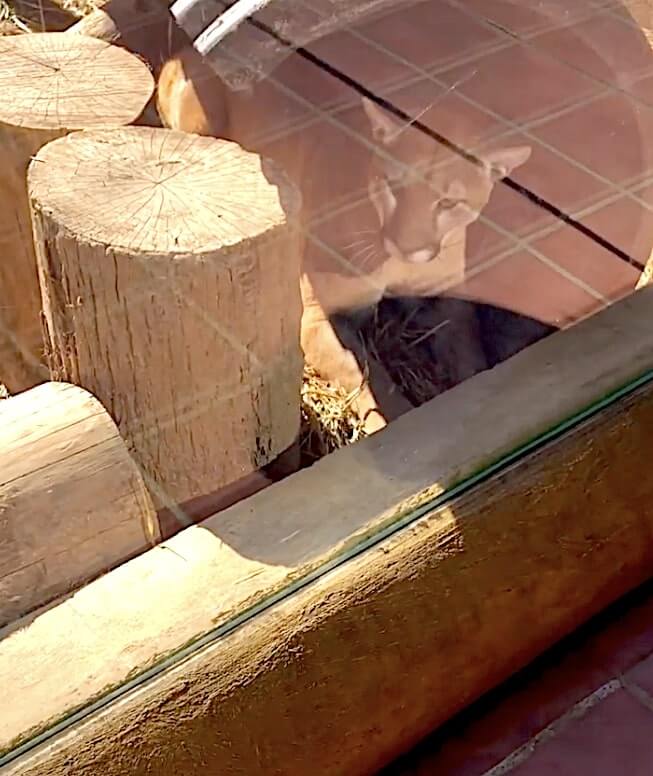 ゴールデンレトリーバー,動画