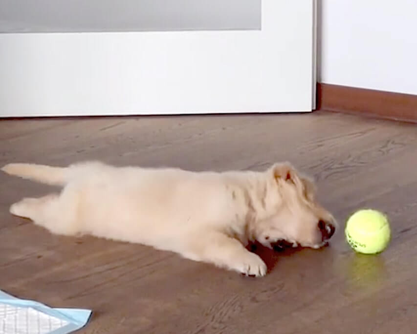 ゴールデンレトリーバー,動画