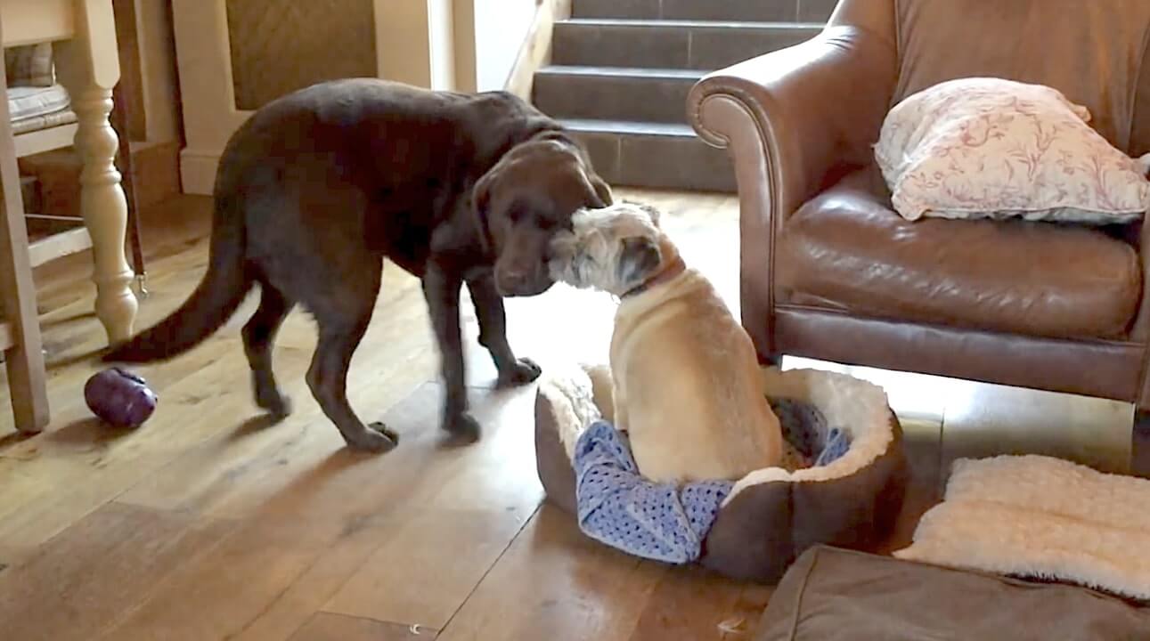 ラブラドールレトリーバー,動画