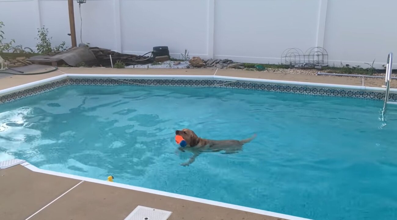 ラブラドールレトリーバー,動画