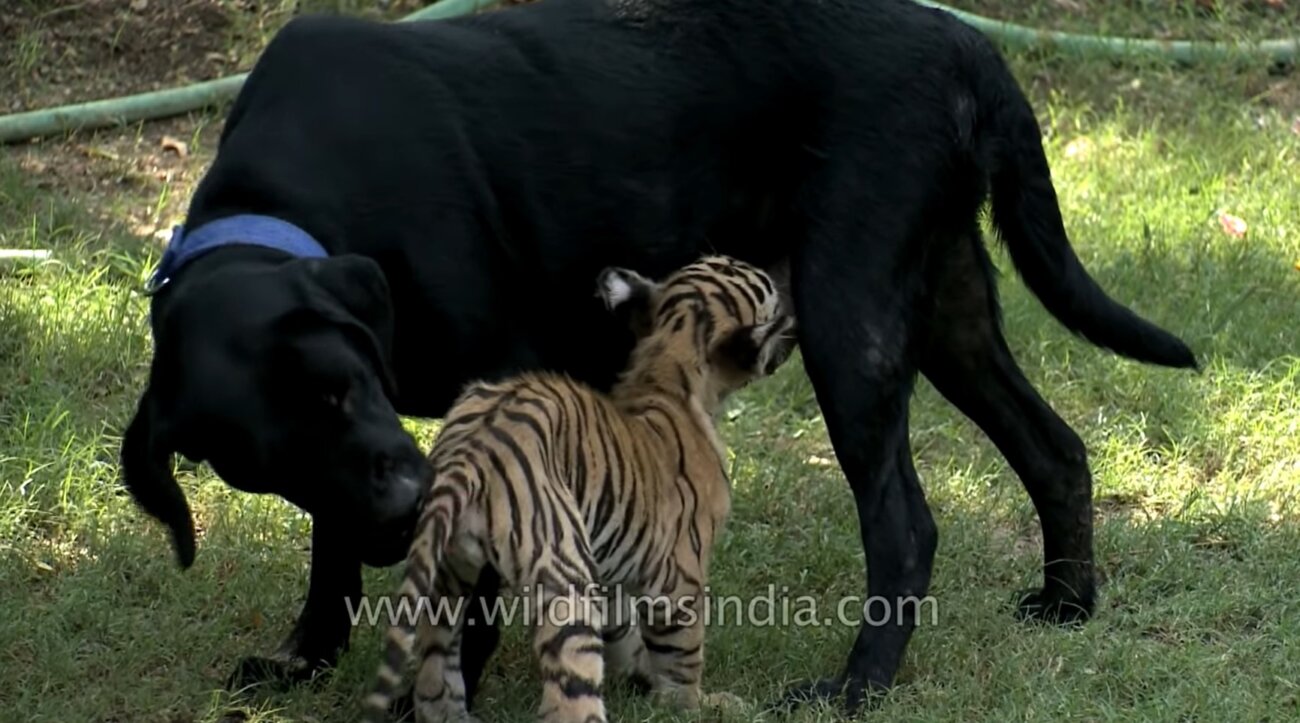 ラブラドールレトリーバー,動画