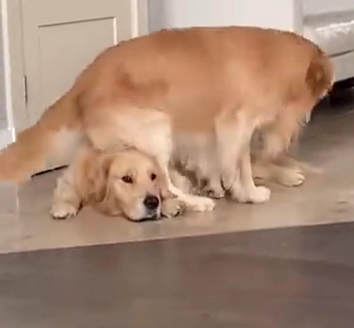 ゴールデンレトリーバー,動画