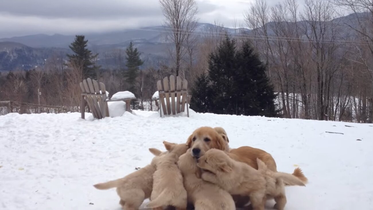 ゴールデンレトリーバー,動画