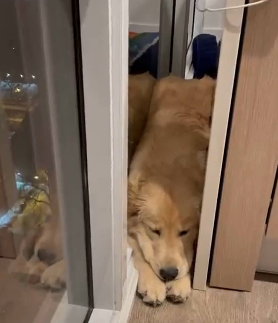 ゴールデンレトリーバー,動画