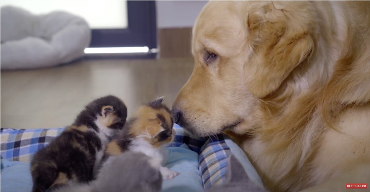 ゴールデンレトリーバー,動画