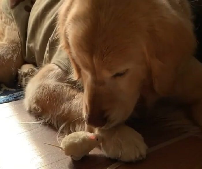 ゴールデンレトリーバー,動画