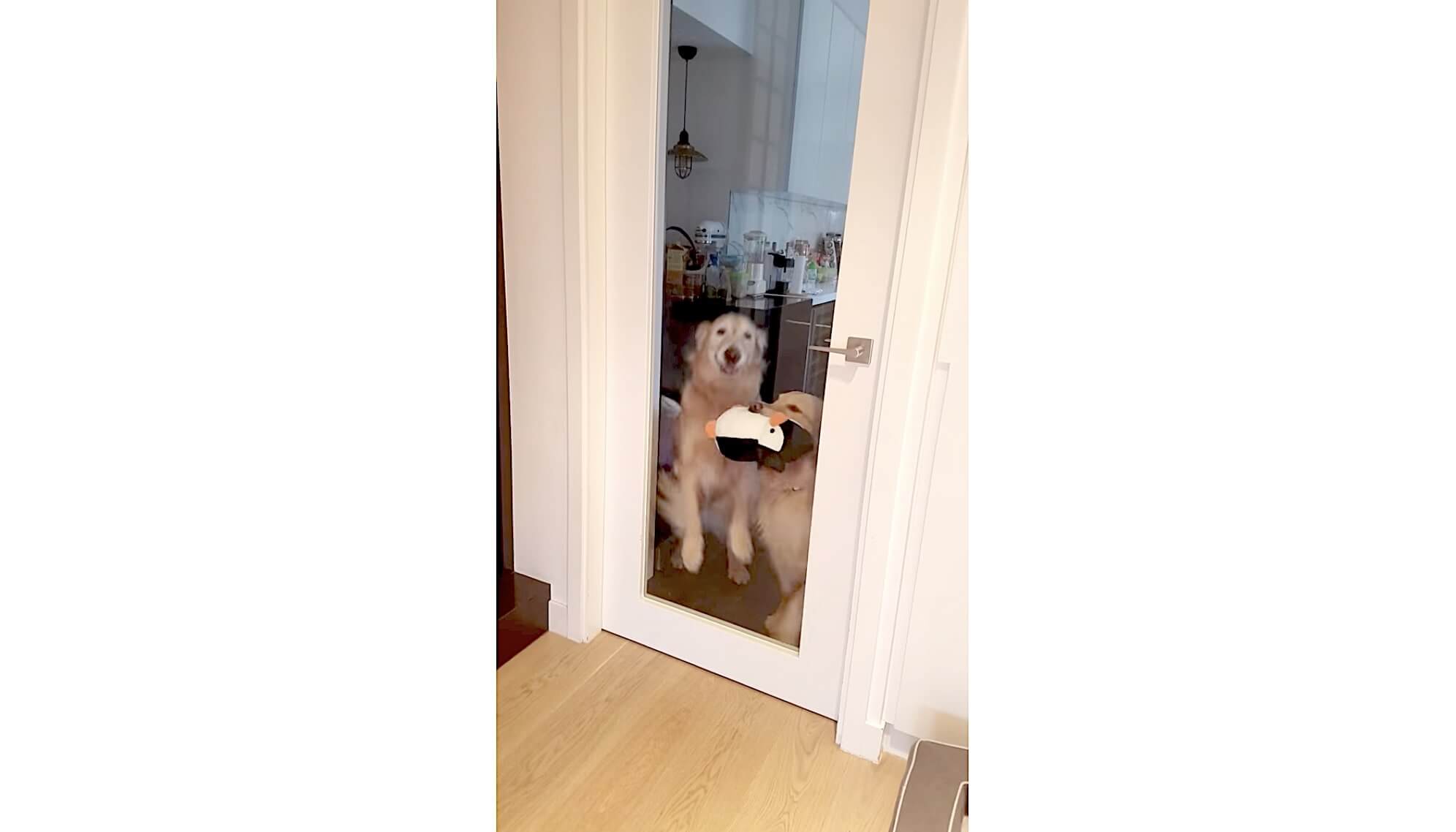 ゴールデンレトリーバー,動画