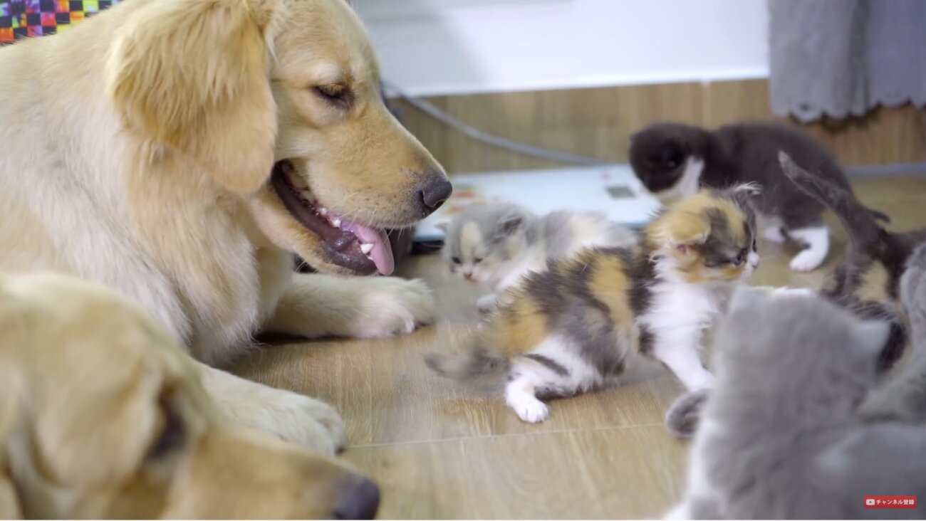 ゴールデンレトリーバー,動画