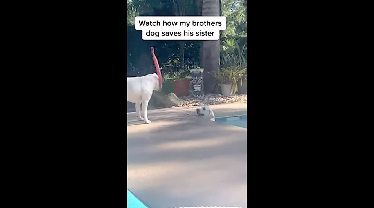 ラブラドールレトリーバー,動画