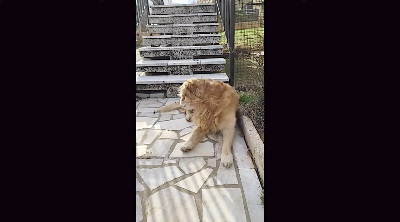 ゴールデンレトリーバー,動画