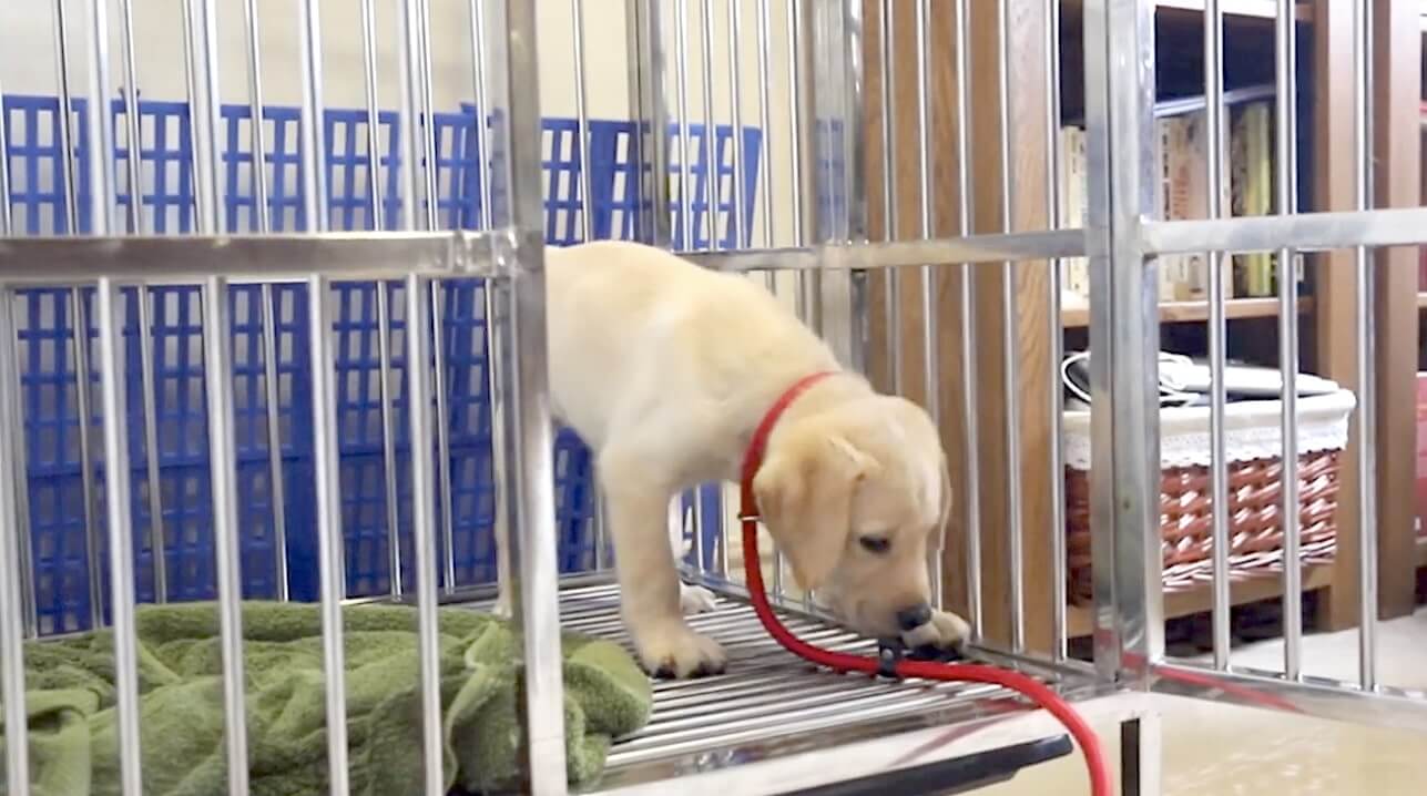 ラブラドールレトリーバー,動画