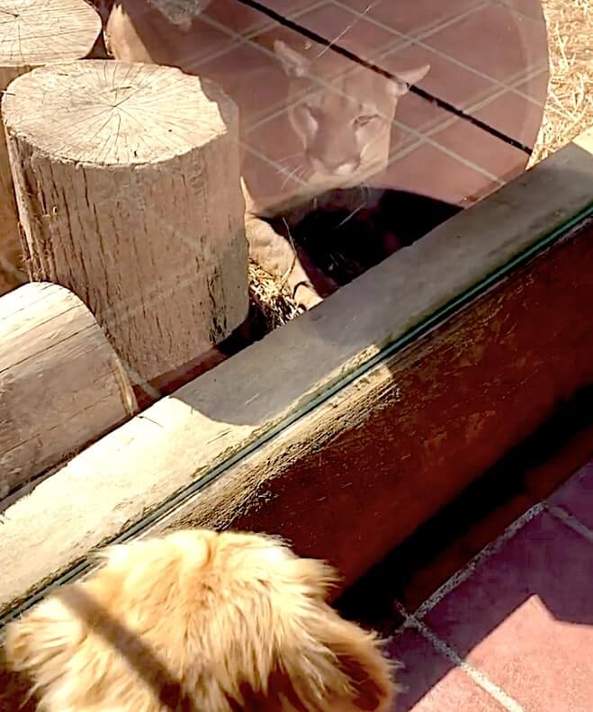 ゴールデンレトリーバー,動画