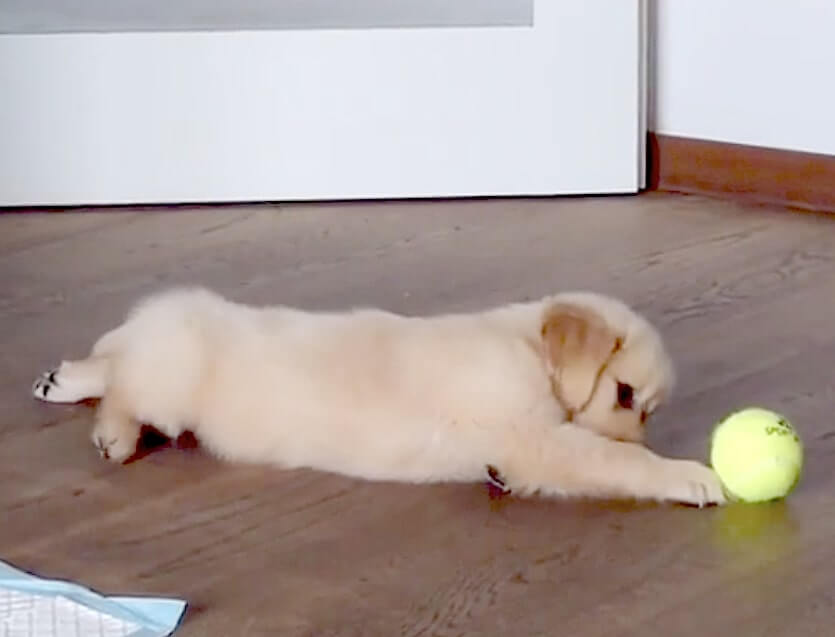 ゴールデンレトリーバー,動画