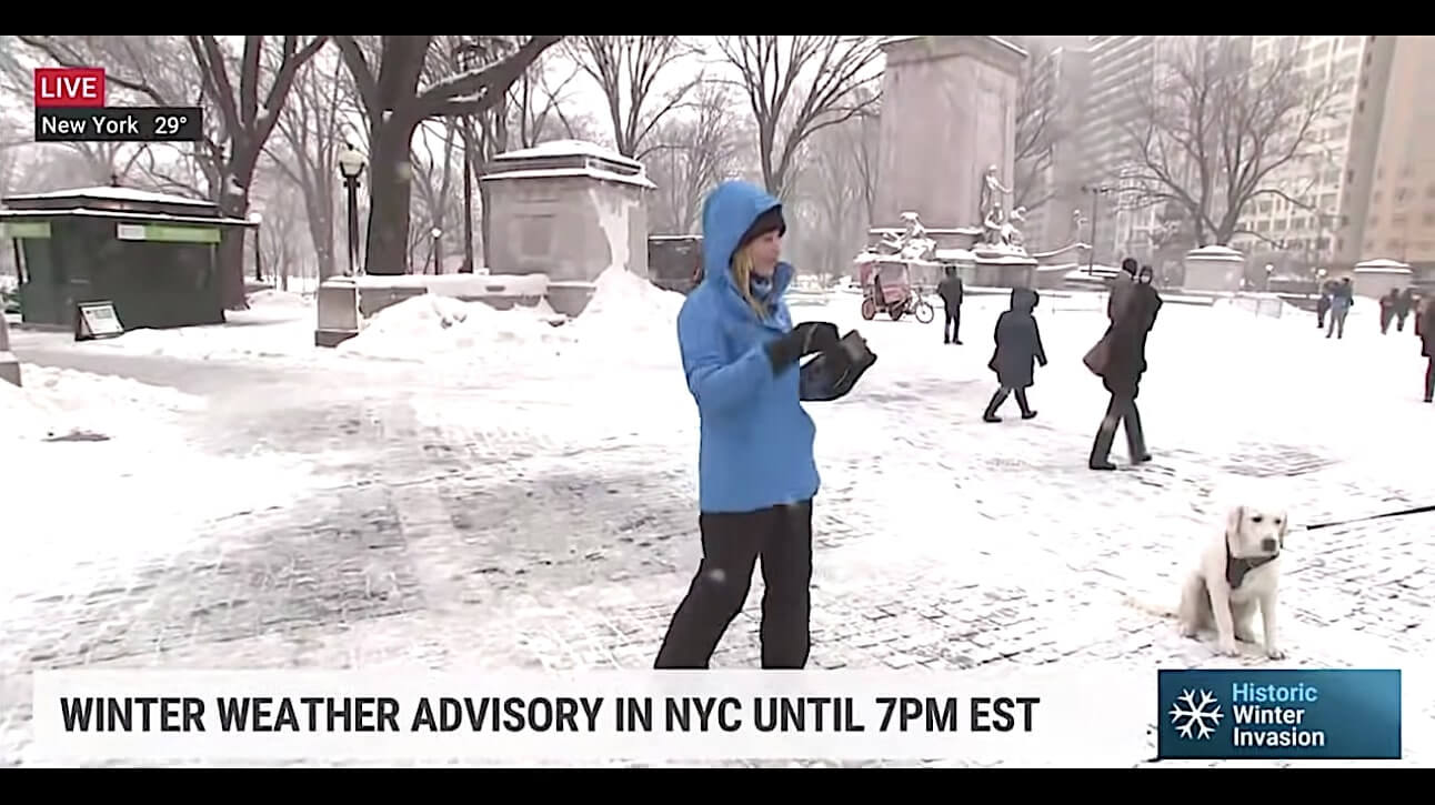 ラブラドールレトリーバー,動画