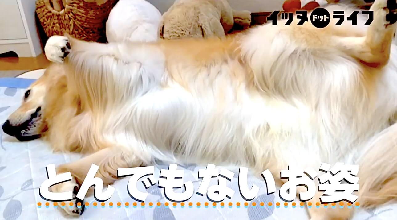 ゴールデン,動画,イッヌドットライフ