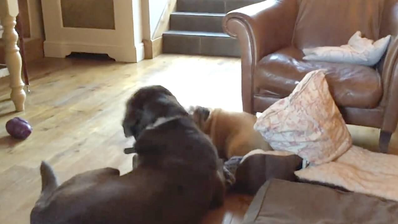 ラブラドールレトリーバー,動画