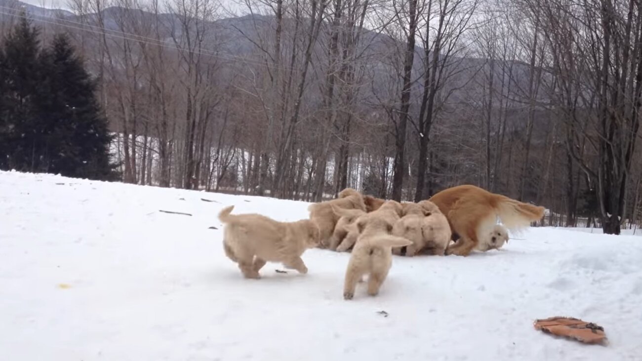 ゴールデンレトリーバー,動画