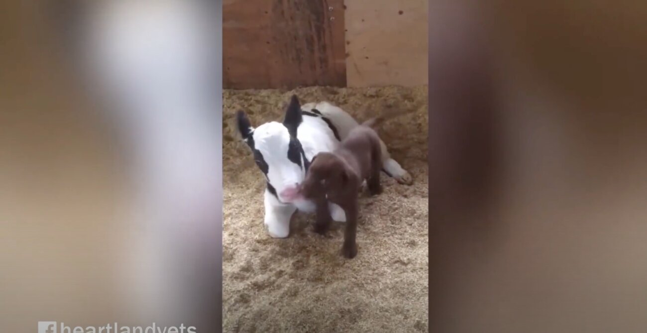 ラブラドールレトリーバー,動画