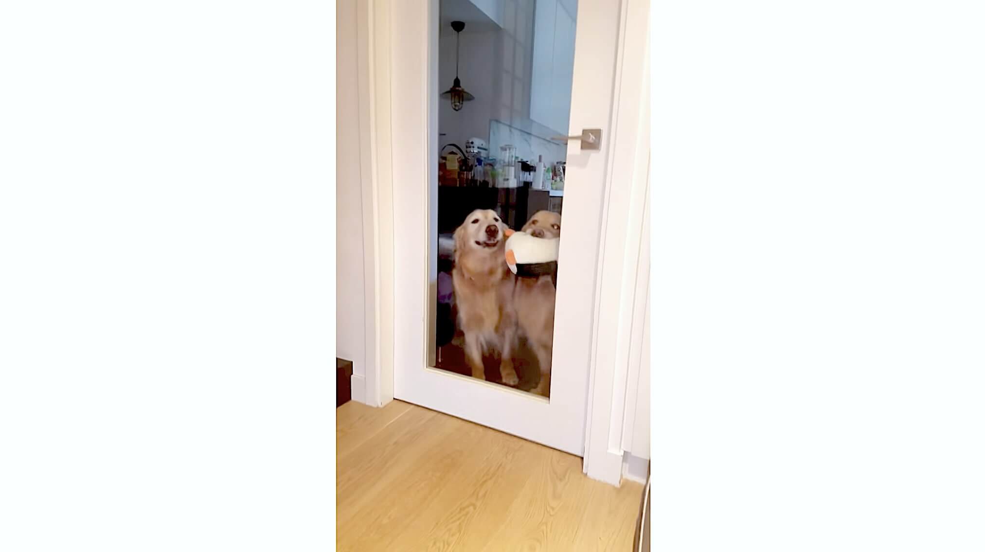 ゴールデンレトリーバー,動画