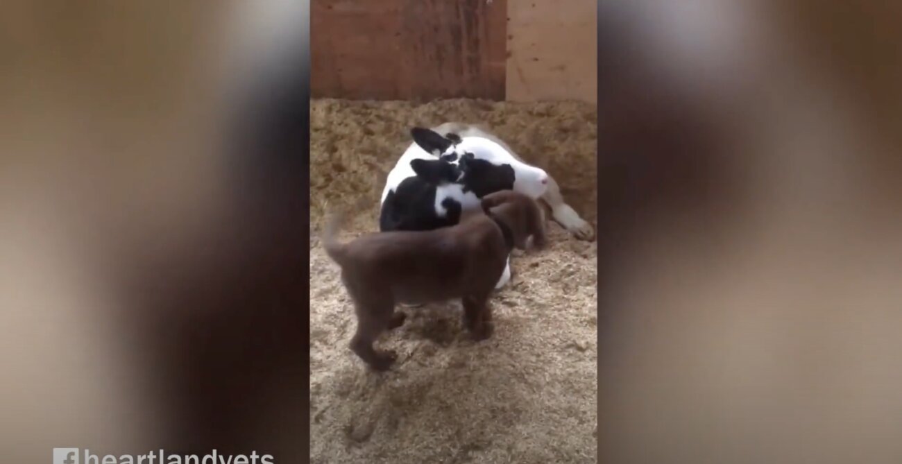 ラブラドールレトリーバー,動画