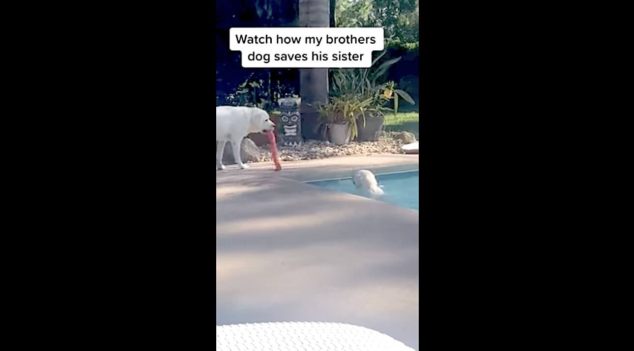 ラブラドールレトリーバー,動画