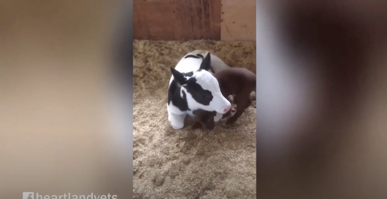 ラブラドールレトリーバー,動画