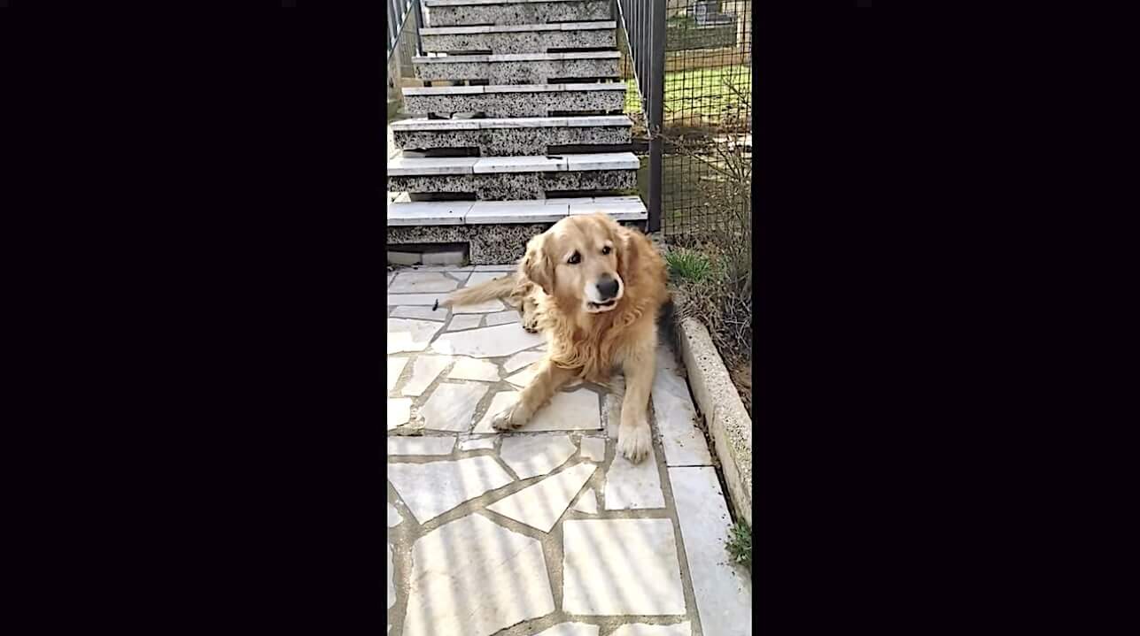 ゴールデンレトリーバー,動画