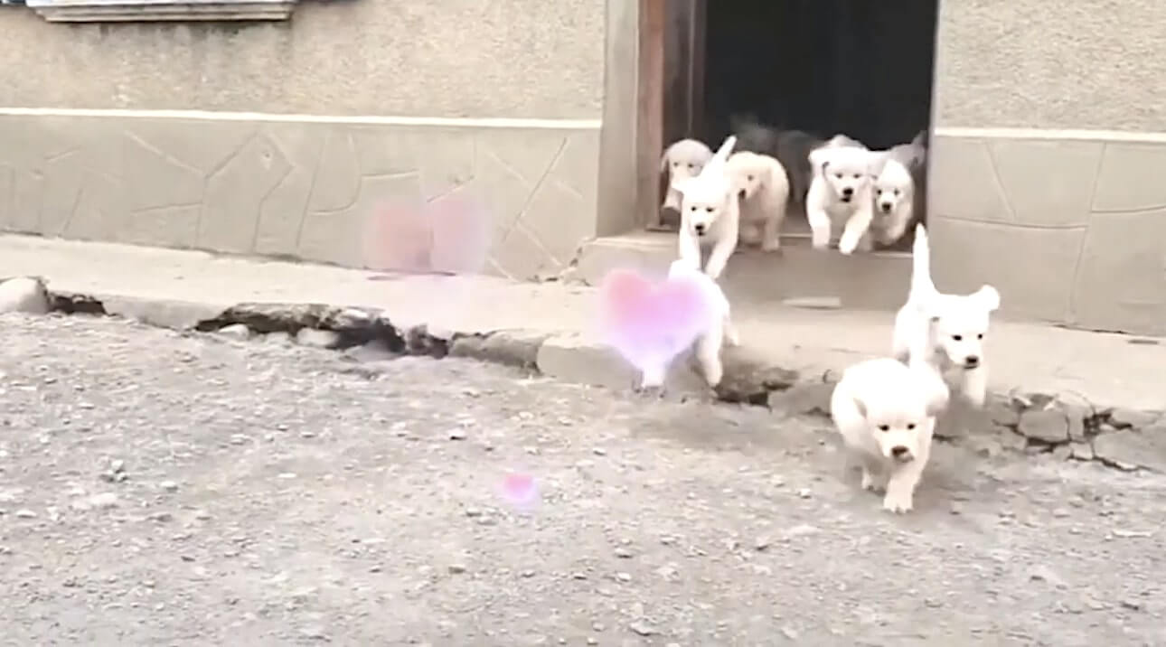 ゴールデンレトリーバー,動画