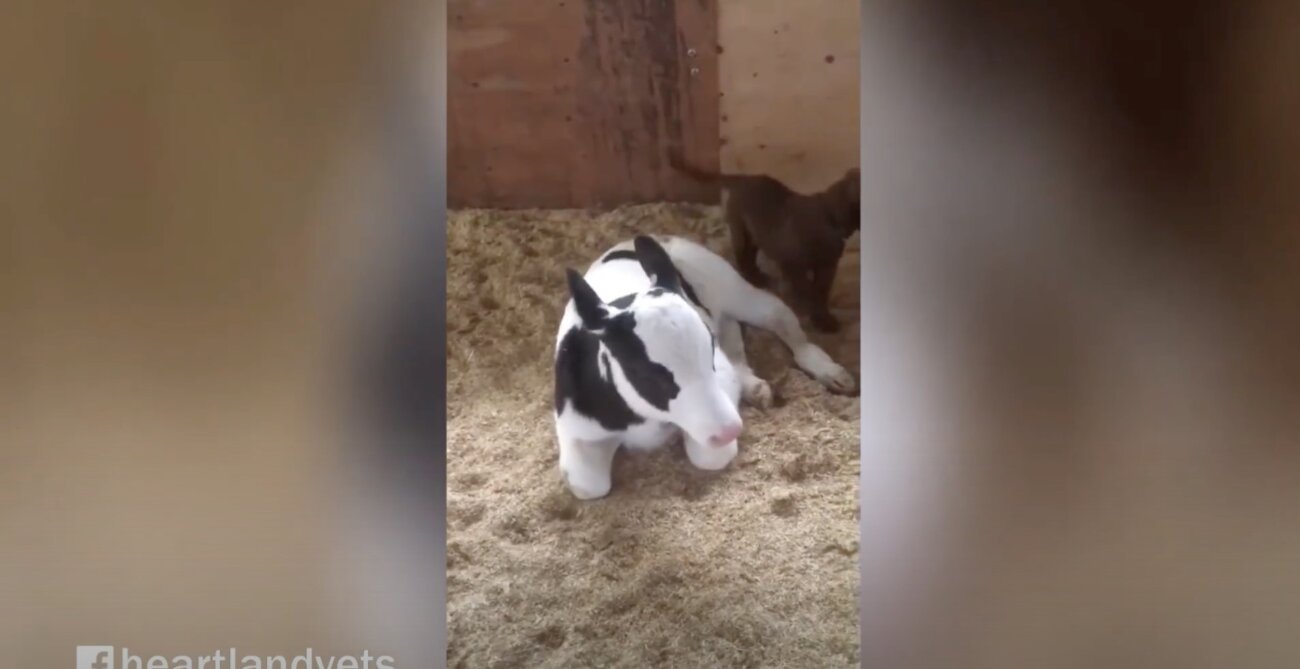 ラブラドールレトリーバー,動画