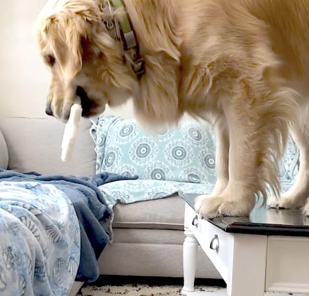 ゴールデンレトリーバー,動画