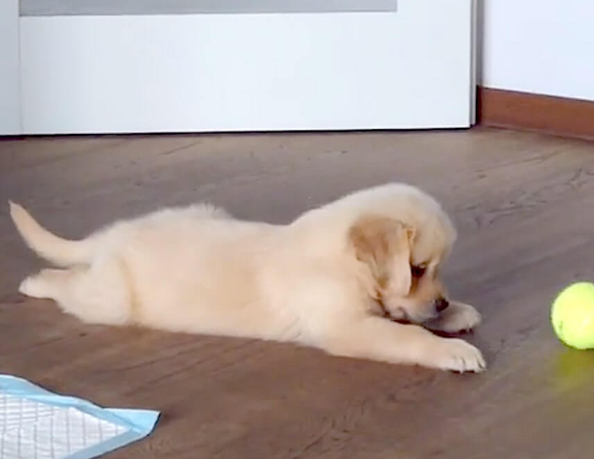 ゴールデンレトリーバー,動画