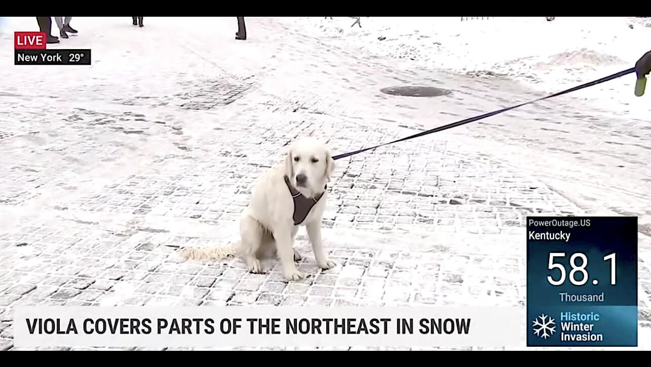 ラブラドールレトリーバー,動画