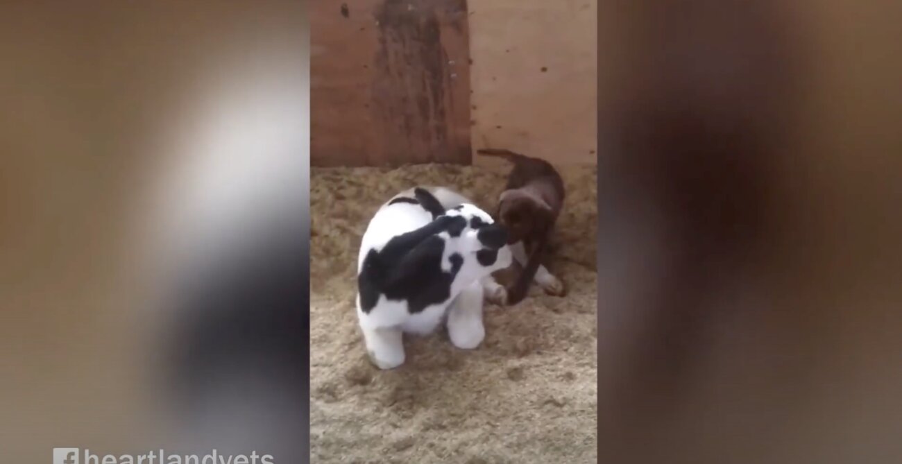 ラブラドールレトリーバー,動画