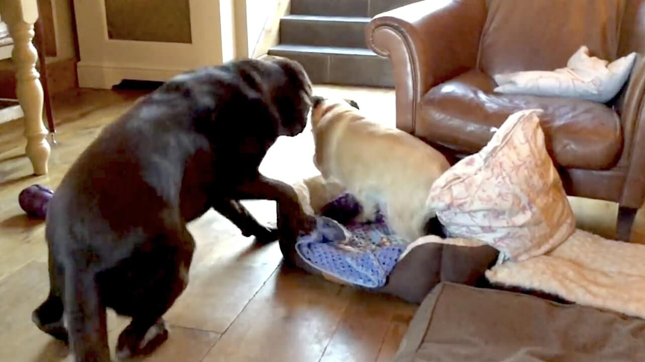 ラブラドールレトリーバー,動画