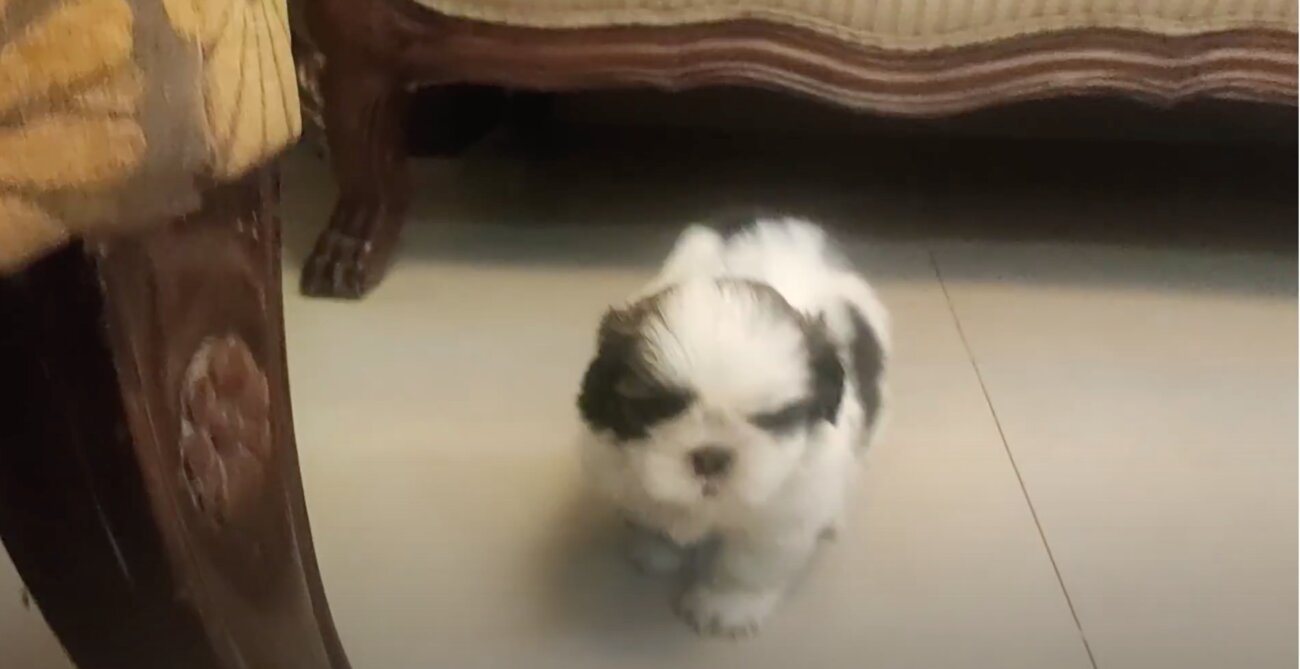 ラブラドールレトリーバー,動画