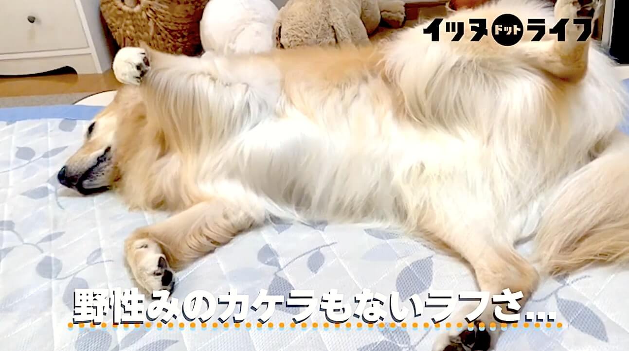 ゴールデン,動画,イッヌドットライフ