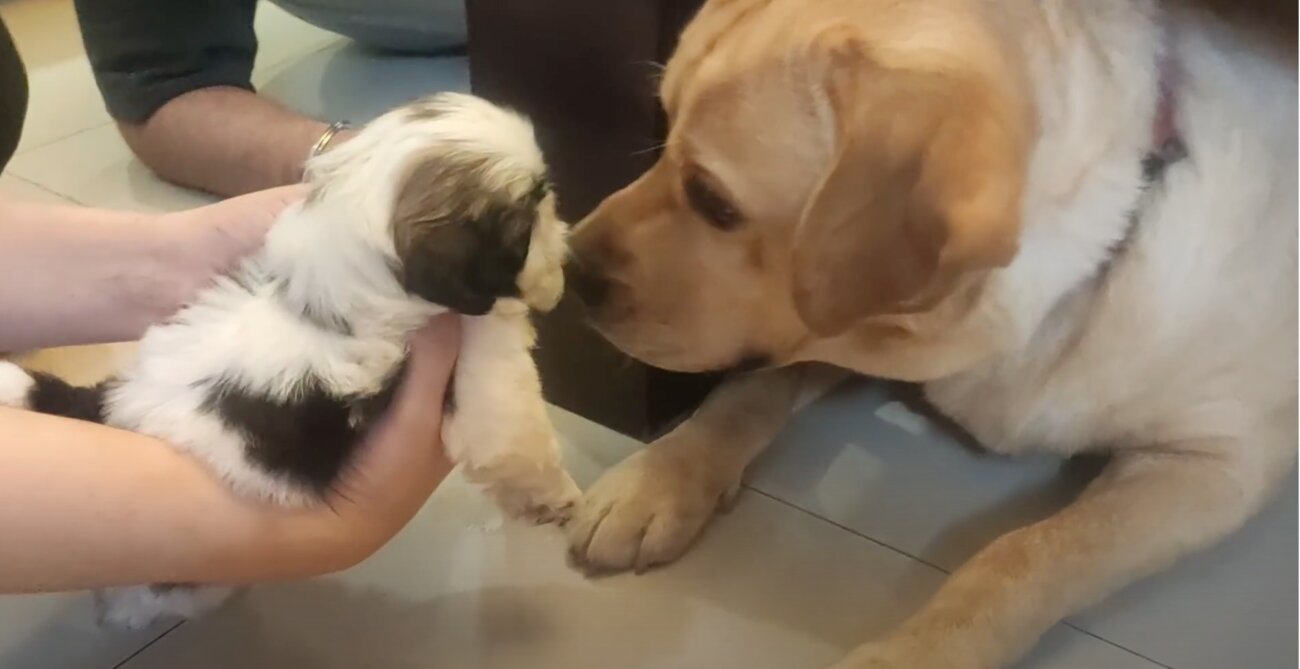 ラブラドールレトリーバー,動画