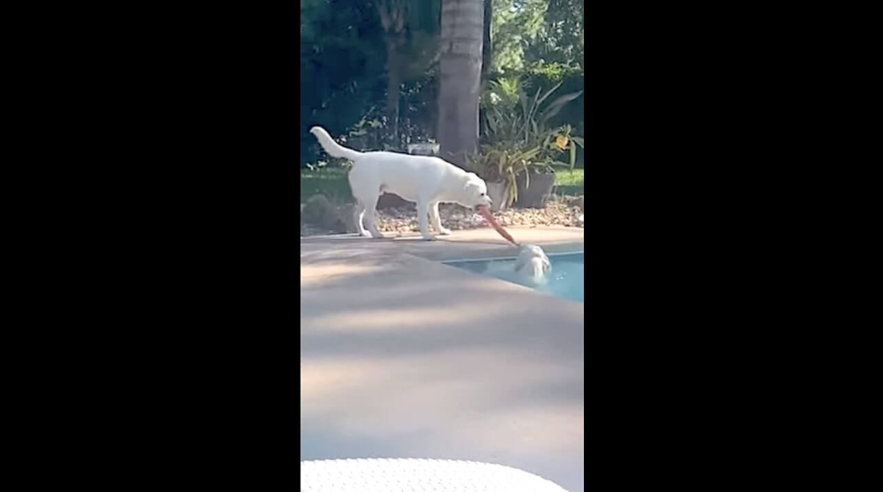 ラブラドールレトリーバー,動画