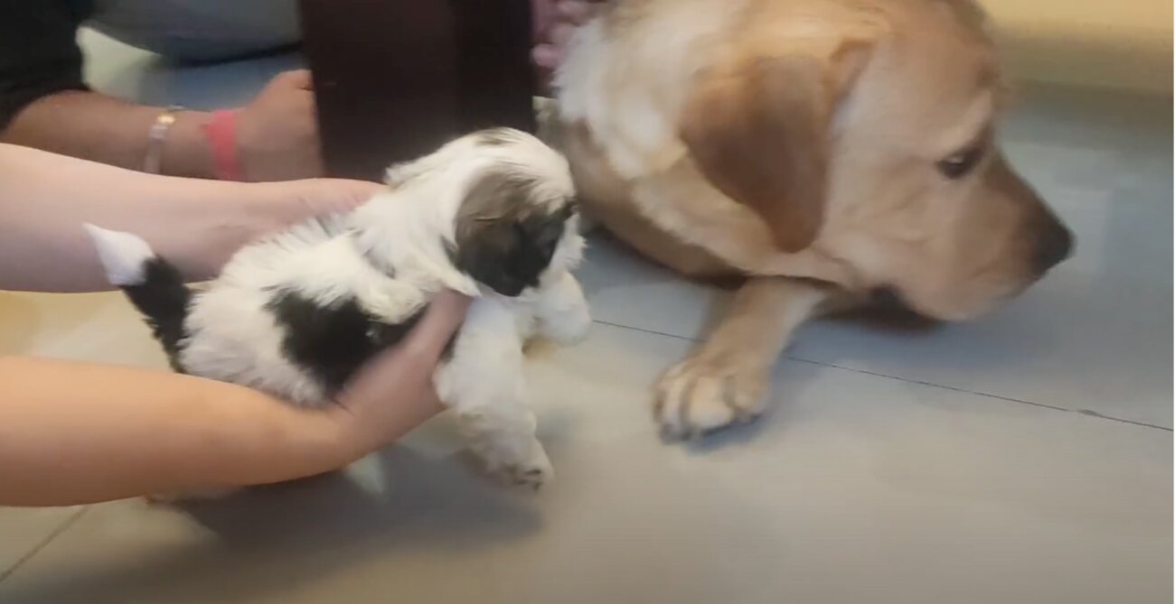 ラブラドールレトリーバー,動画