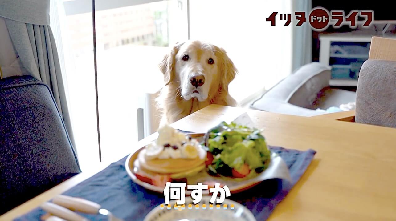 ゴールデン,動画,イッヌドットライフ