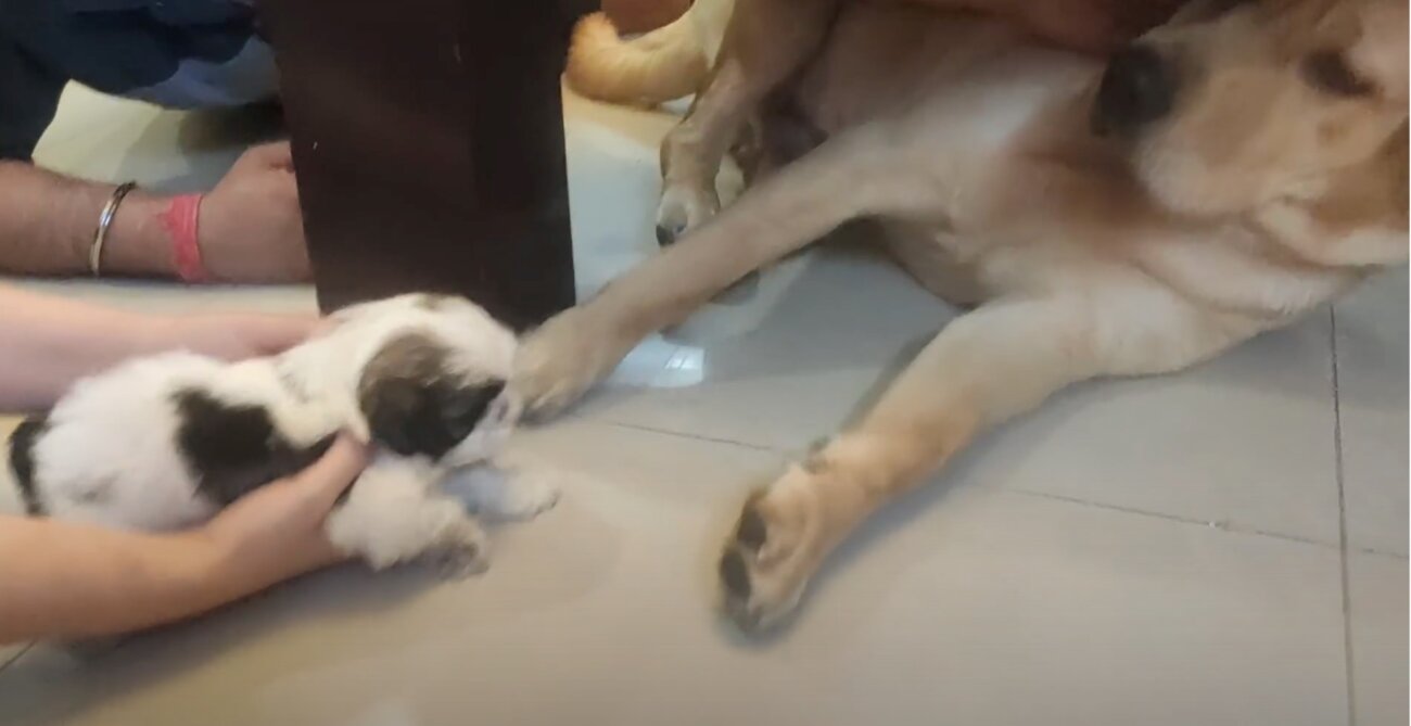 ラブラドールレトリーバー,動画