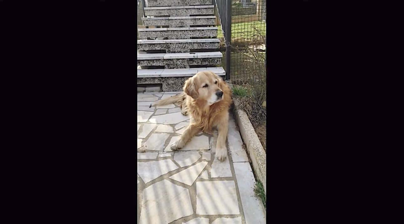 ゴールデンレトリーバー,動画