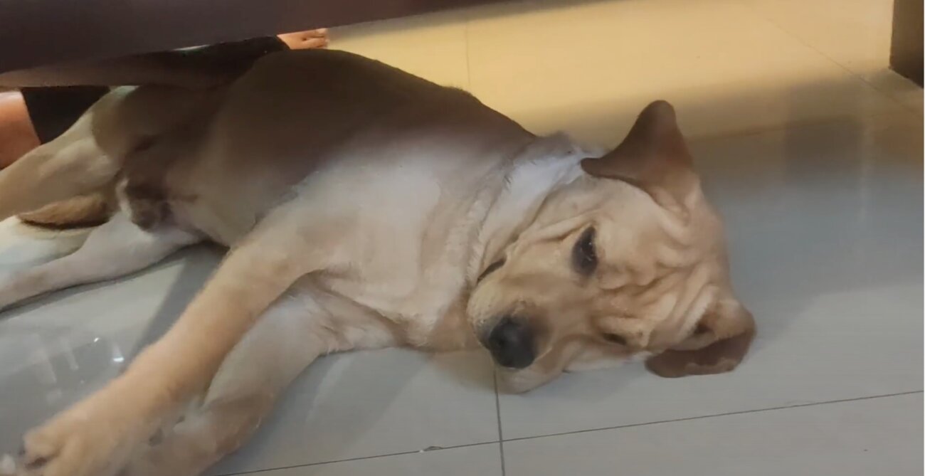 ラブラドールレトリーバー,動画