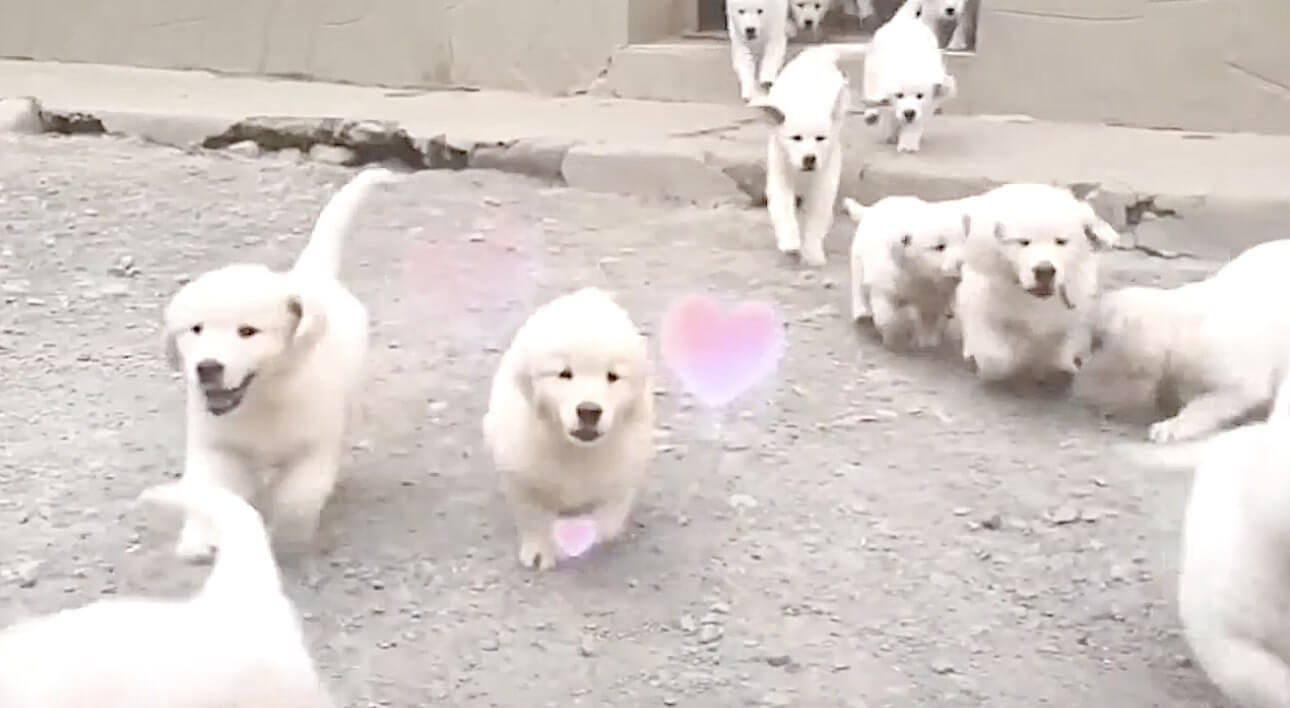 ゴールデンレトリーバー,動画