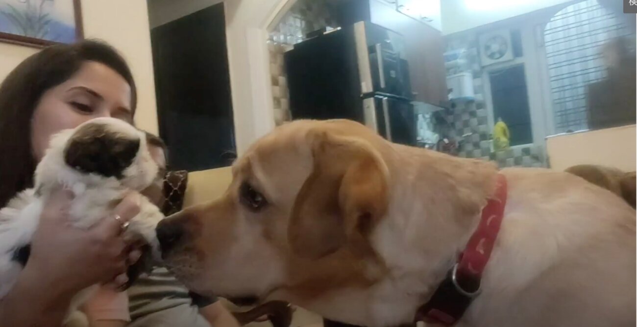 ラブラドールレトリーバー,動画