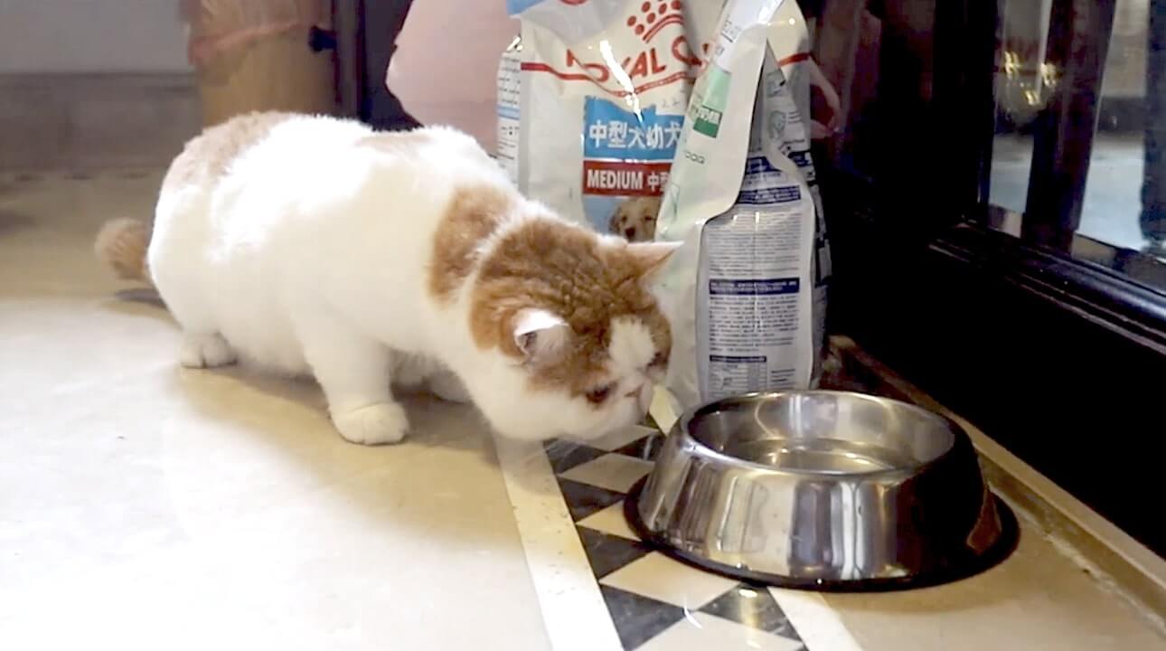 ラブラドールレトリーバー,動画