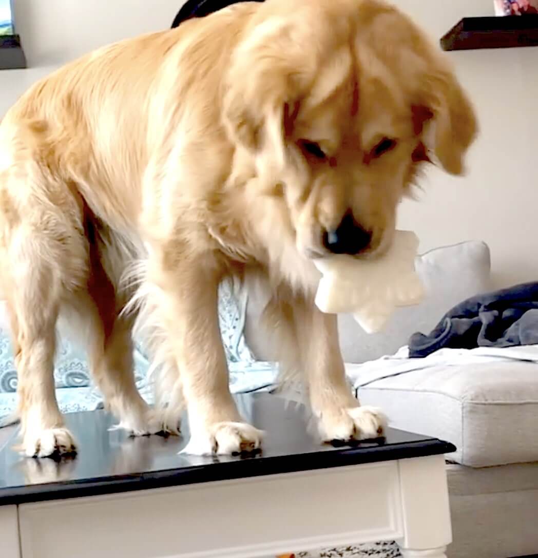 ゴールデンレトリーバー,動画