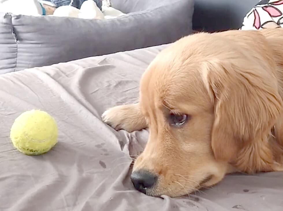 ゴールデンレトリーバー,動画